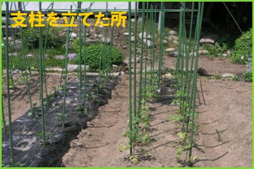 トマトの作り方栽培のコツ