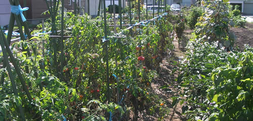 工藤様の菜園